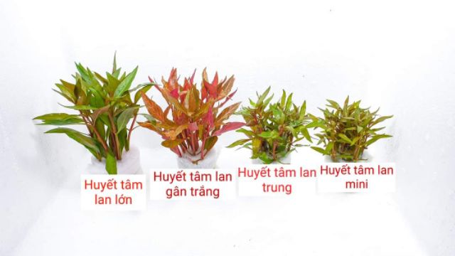 cây thủy sinh dễ trồng | (chỉ giao ngẫu nhiên không lựa) không cần co2