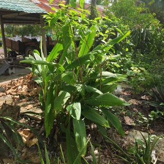 Cây củ nghệ đen -vàng