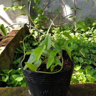 Sương sâm lá trơn 50.000/ set (3 cây giống)