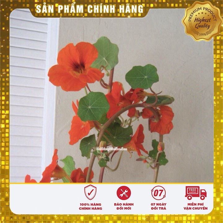 Hạt Giống Hoa Sen Cạn Mix(6 hạt)
