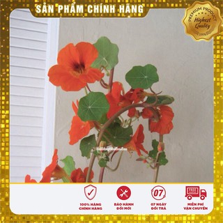 Hạt giống hoa sen cạn mix