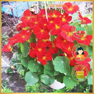 Hạt Giống Hoa Sen Cạn Lùn RD 914