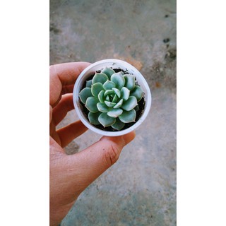 Sen Đá Ruby Trắng