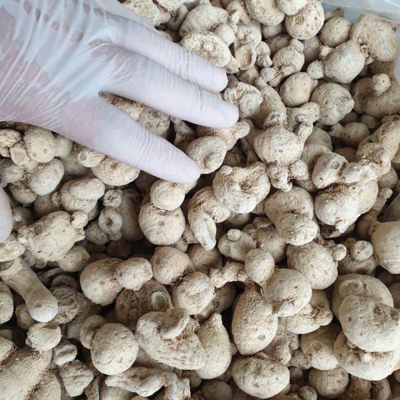 Tam thất nam khô 1kg