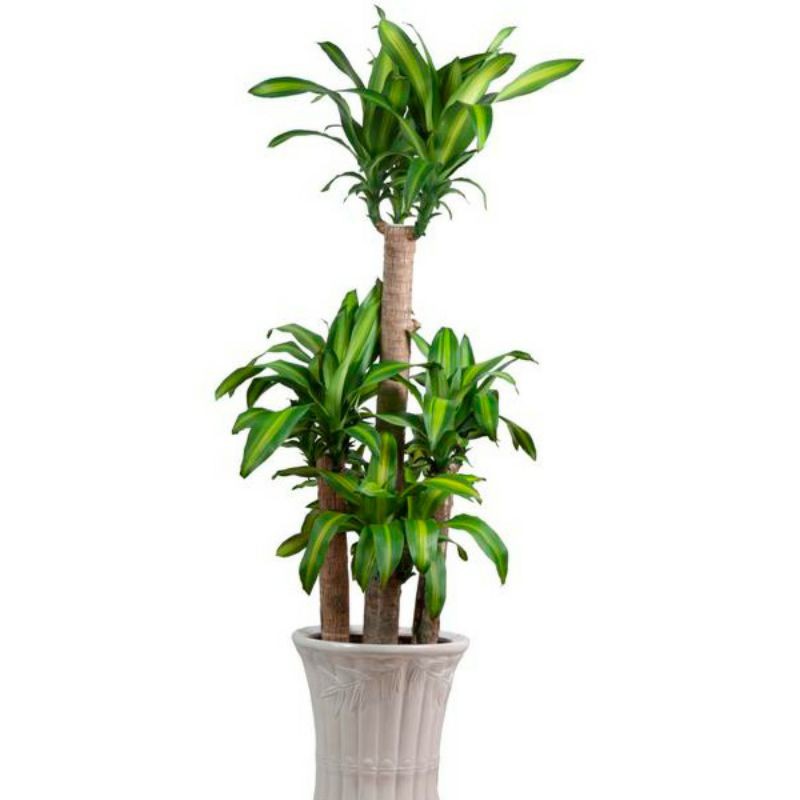 Thần tài khúc giống - thiết mộc lan lá vàng sai nhỏ