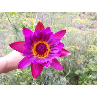 Cây hoa súng Thái Lan màu đỏ đậm Đ-01
