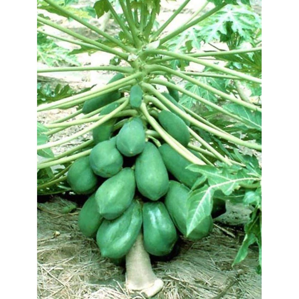 Hạt giống đu đủ lùn thái lan F1 - 1 gói 10 hạt - HG1