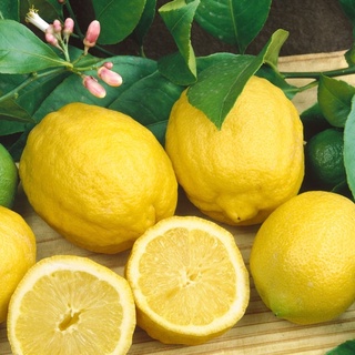 CÂY GIỐNG CHANH VÀNG TỨ QUÝ