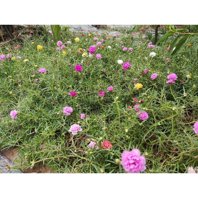 cây hoa mười giờ kép mix màu [1kg]