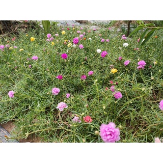 Cây hoa mười giờ kép mix màu