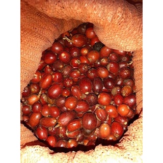 Thảo quả khô Hoàng Su Phì - Hà Giang 100g