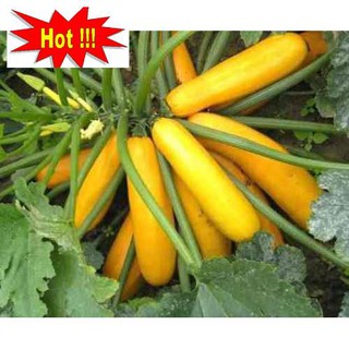 Hạt giống Bí ngòi vàng (7hạt)