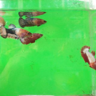 Betta  food