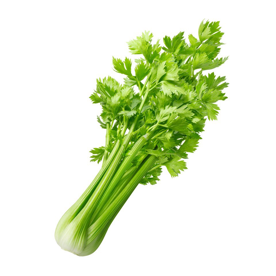 10gr Hạt Giống Rau Cần Tây Xanh Chịu Nhiệt, Năng Suất (Hàng Loại 1)