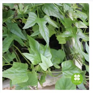 1kg Cây chìa vôi - FRV187