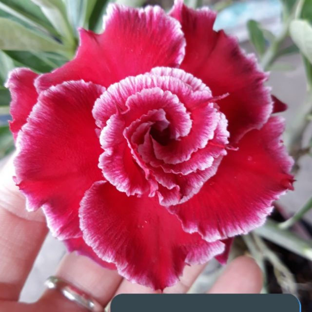 Sứ thái ghép hoa kép màu đẹp độc lạ