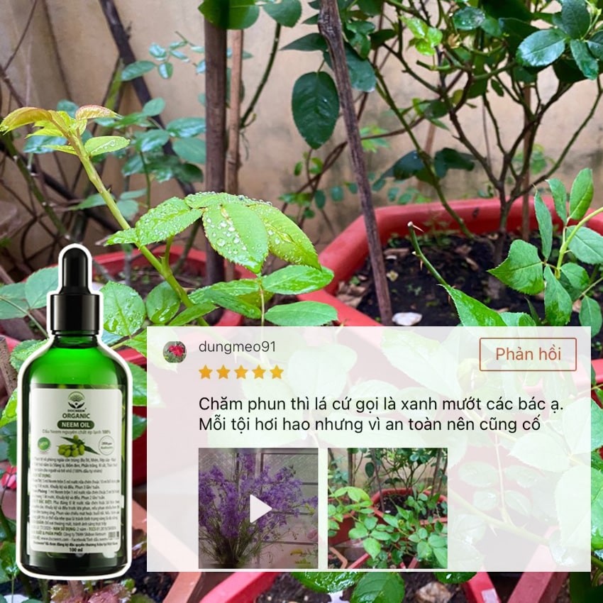 Dầu neem oil DOCNEEM hữu cơ phòng trị sâu bệnh hoa hồng, phong lan, cây cảnh, nguyên chất ép lạnh