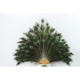 Lông công thật 80cm