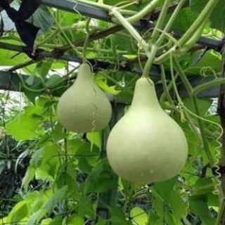 5 Hạt Giống Bầu Tròn