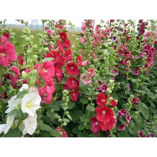 Hạt Giống hoa Mãn Đình Hồng Mix Màu 100 hạt