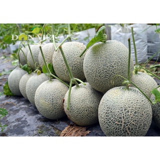 🍈20H - HẠT GIỐNG DƯA LƯỚI (DỄ TRỒNG)🍈