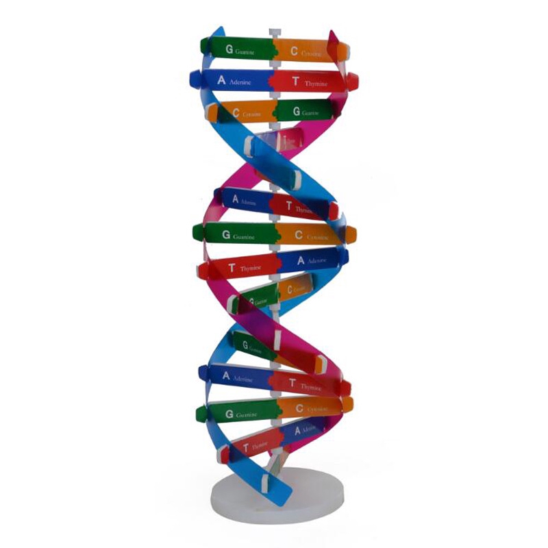 Khuôn nhựa tạo hình cấu trúc DNA của con người nhiều màu sắc hỗ trợ dạy học