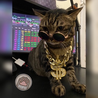 💰 Vòng Cổ ĐôLa Mạ Vàng Cho Chó Mèo Thú Cưng