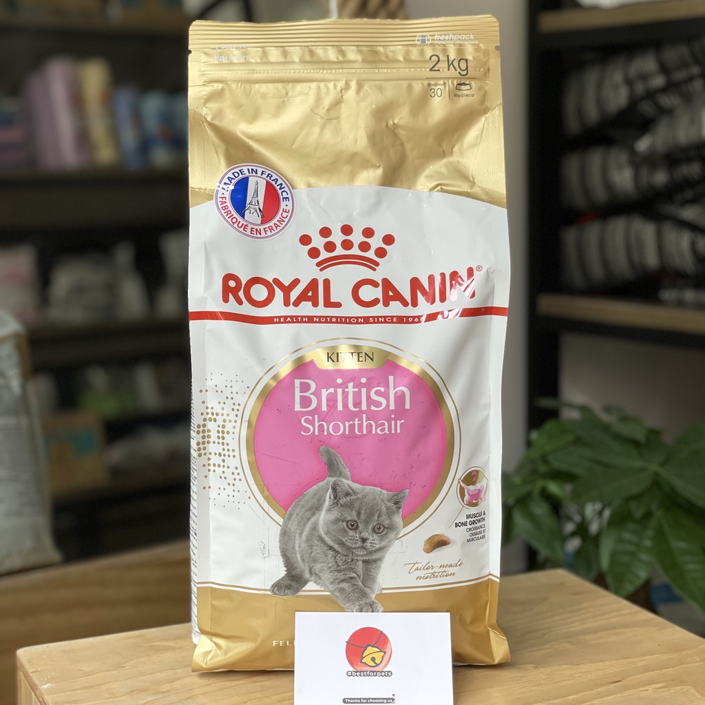 Hạt Royal Canin British Short Hair Kitten cho Mèo Anh Lông Ngắn dưới 12 tháng tuổi - Túi 2kg chính hãng