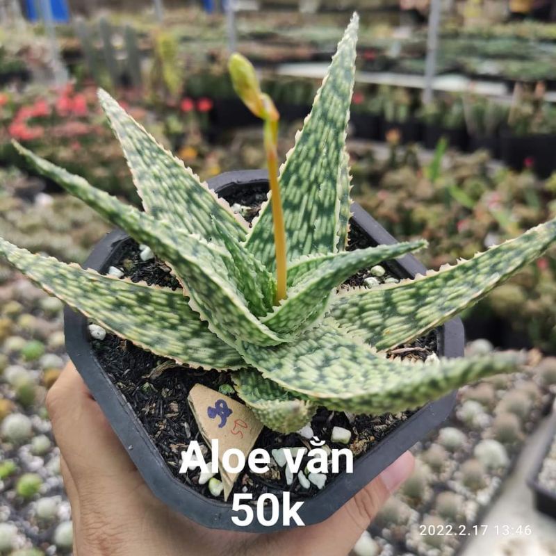 Aloe Vân Vằn