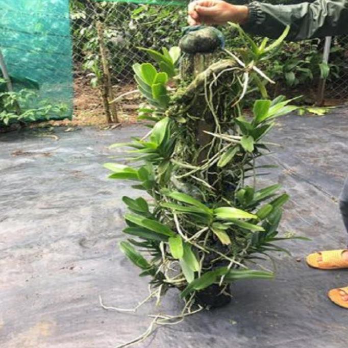 Hoa lan giáng hương hoàng nhạn tháng 4  ki mập khỏe ấm chậu