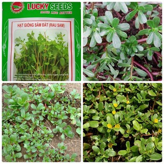 Hạt giống rau sam - rau sâm đất - Gói 1gram=1600 hạt