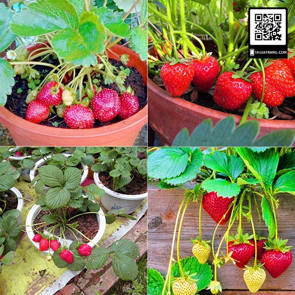 Hạt giống Dâu tây đỏ cao cấp Etna