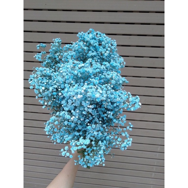 Hoa baby các màu| Ship hoả tốc| Hoa tươi Gifarm