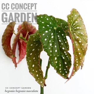Cây Begonia Maculata