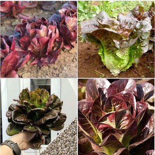 0.2Gr Hạt giống xà lách romaine đỏ