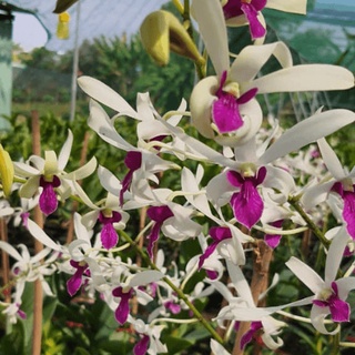 Dendro Nắng, Màu Sắp Hoa