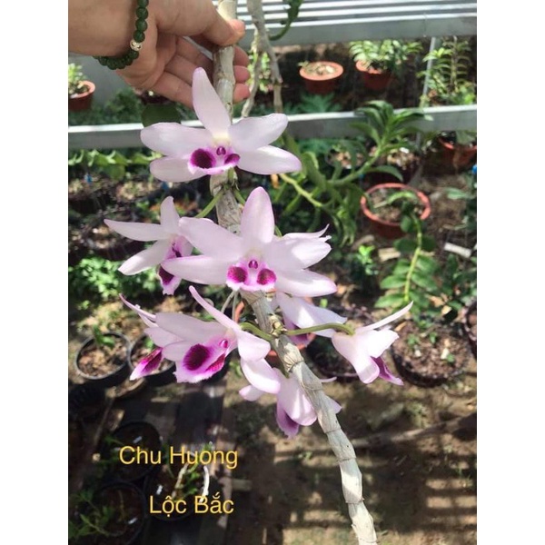 Phi điệp lộc bắc đi ngọn 1 kie
