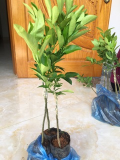 cây chanh tứ quý