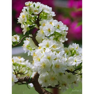 HOA MAI TRẮNG,HOA MAI TRẮNG HOA TẾT,LOÀI HOA Đại diện cho người quân tử liêm minh, chính trực - CBCGHMTSD