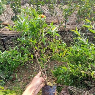 Cây lựu hạnh