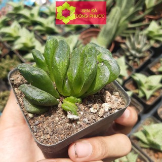 SEN ĐÁ CÂY TRUN TRỒNG TRONG CHẬU NHỰA - Sen Đá xương rồng cây phong thuỷ văn phòng đẹp