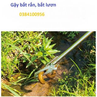 Gậy bắt rắn
