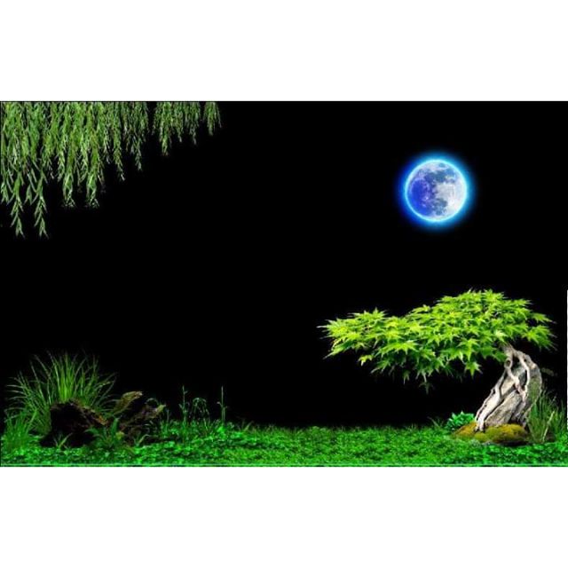 Tranh 3D bể cá
