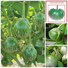 Gói 50 hạt giống cà xanh da ếch
