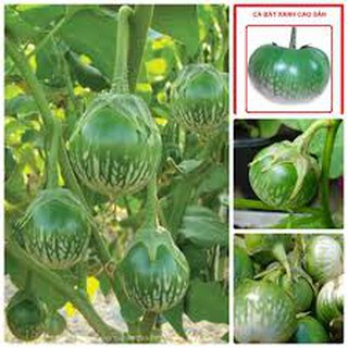 Gói 50 hạt giống cà xanh da ếch