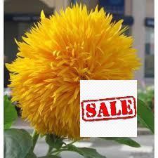 hạt giống hướng dương xù 30 hạt SALE