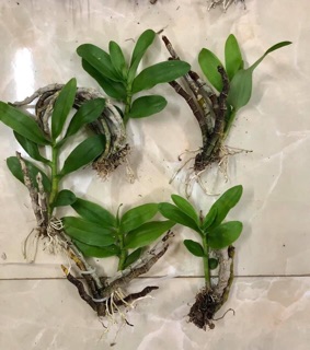 Trầm tím hàng tuyển