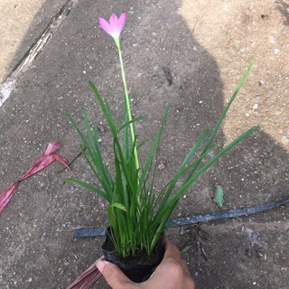 Cây hoa tóc tiên trồng bịch đen (cây huệ mưa)[Như Hình]