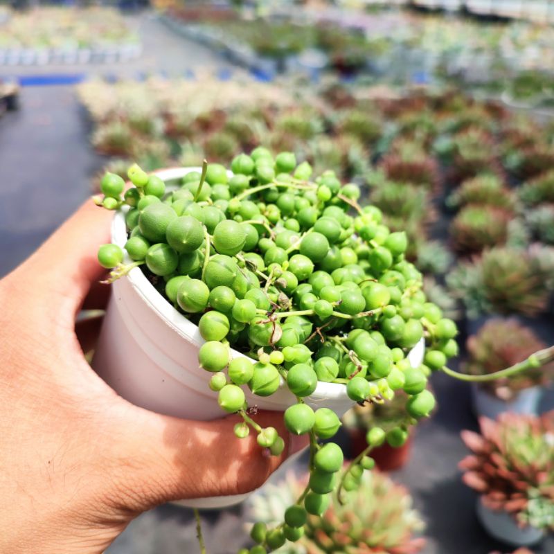 Sen Đá Hạt Ngọc Tròn Size Trung 10-12cm, Sen Đá PANDAA GARDEN Đà Lạt Khoẻ Đẹp, Thích Nghi Mọi Khí Hậu, Lỗi 1 Đổi 1