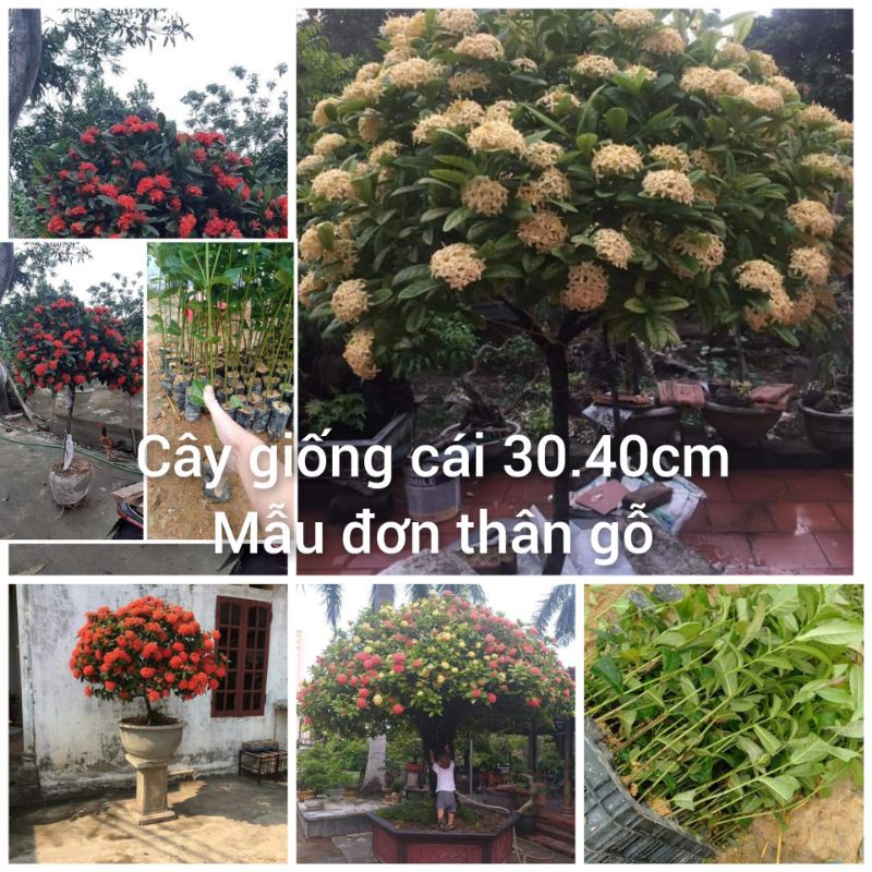 Com bo 10 cây giống mẫu đơn thân gỗ (cây giống cao 30.40cm)